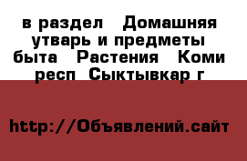  в раздел : Домашняя утварь и предметы быта » Растения . Коми респ.,Сыктывкар г.